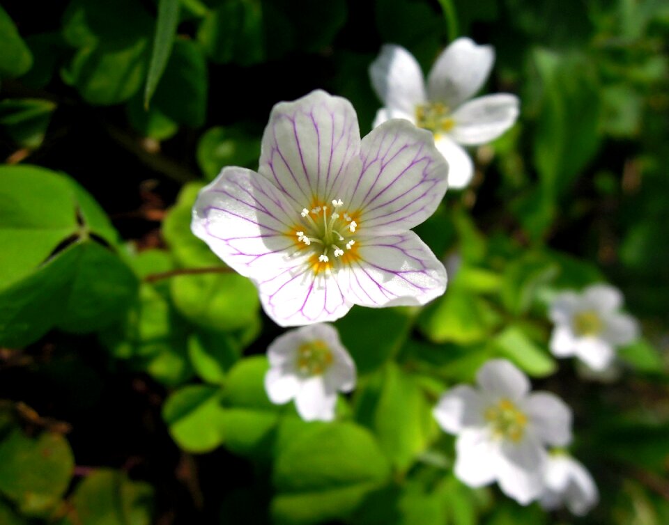 Flowers nature closeup