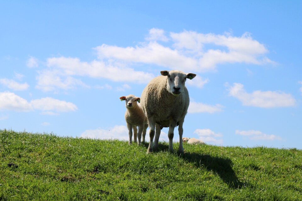 Dike sheep lamb clouds