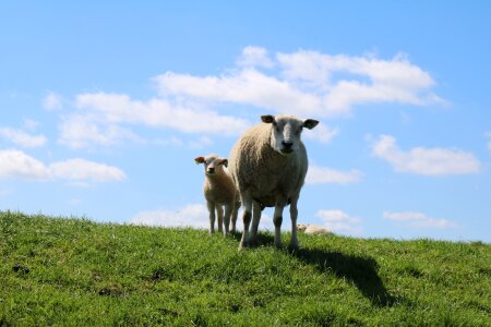Dike sheep lamb clouds