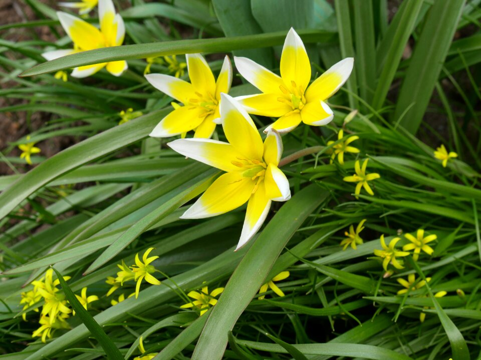 Closeup living nature beautiful flower