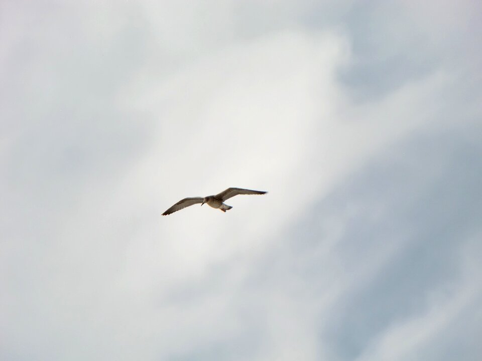 Bird sky flight