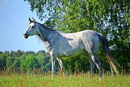 Thoroughbred arabian pasture coupling