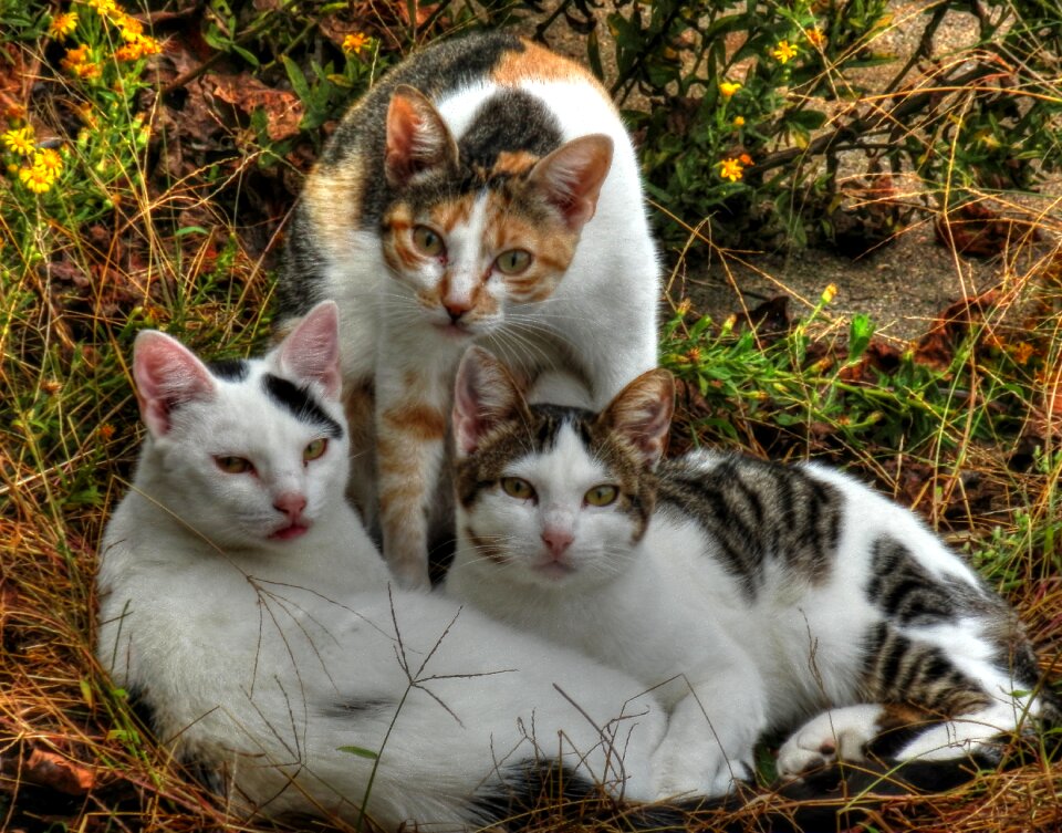 Kitten domestic pet