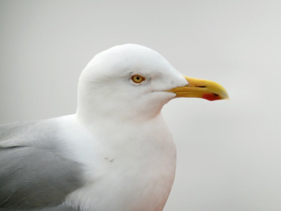 Water bird animal sky