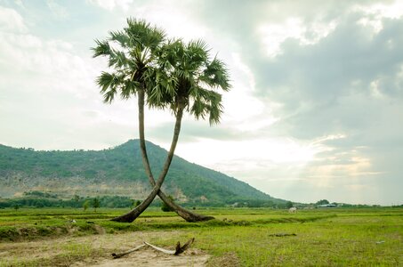 Plant natural rice fields photo