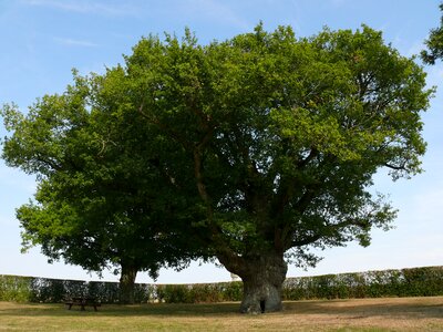 Big oak tree summer photo