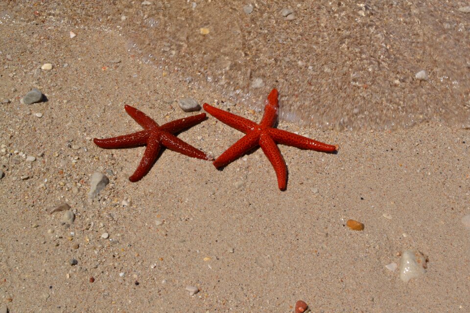 See stars coast vacation