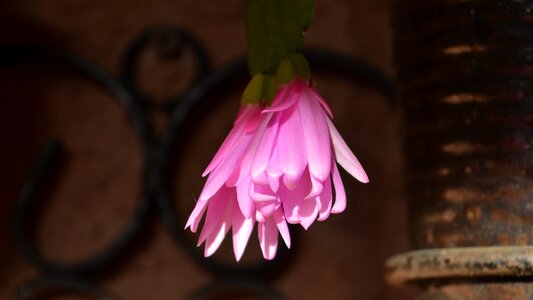 Epi epiphyllum cactus photo