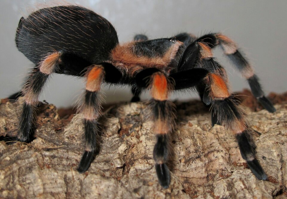 Tarantula brachypelma smith terrarium