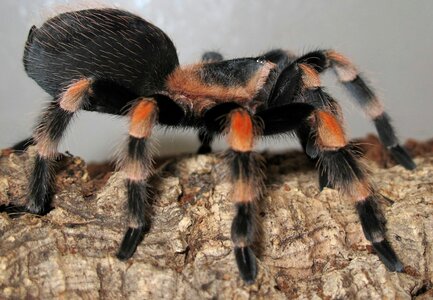 Tarantula brachypelma smith terrarium