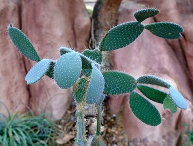 Mexican prickly plant