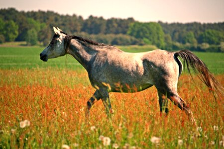 Pasture mare meadow photo