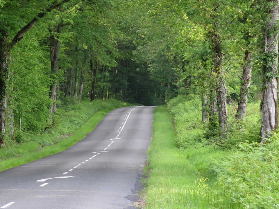 Road forest based