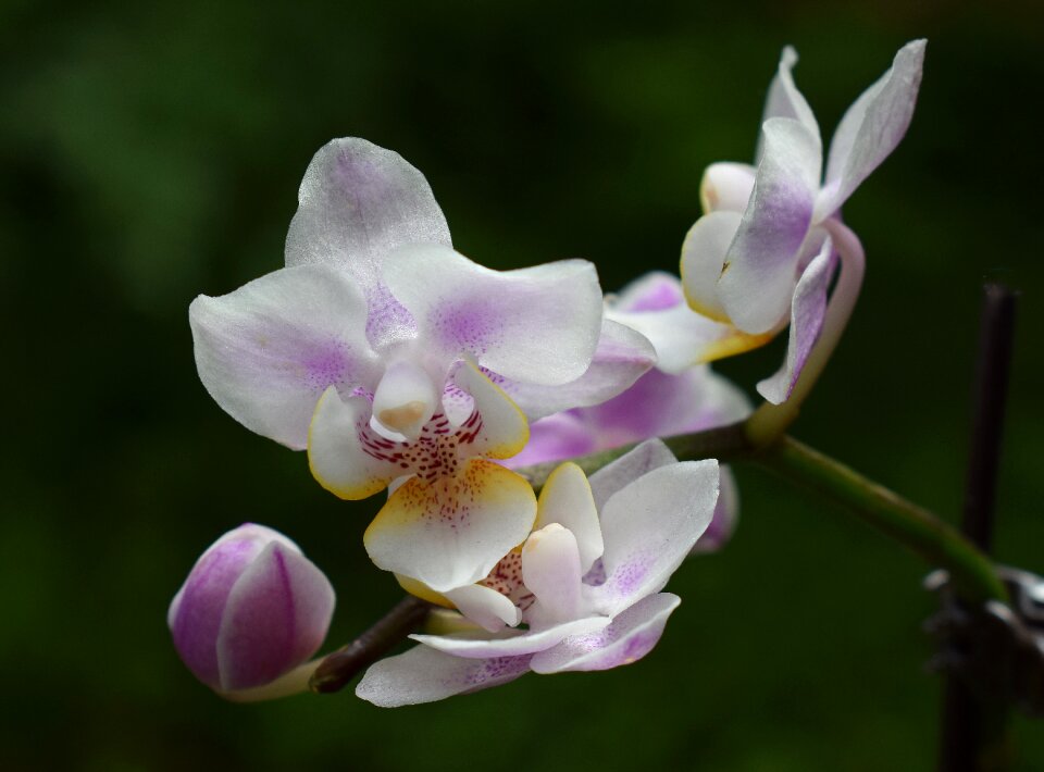 White pink purple photo