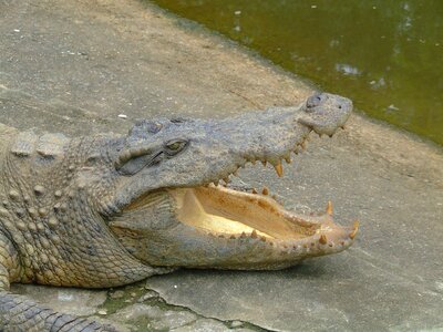 Crocodile animal mcgowan photo