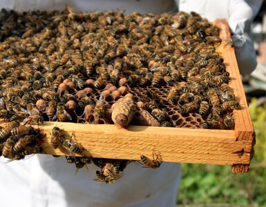 Capped honeybee