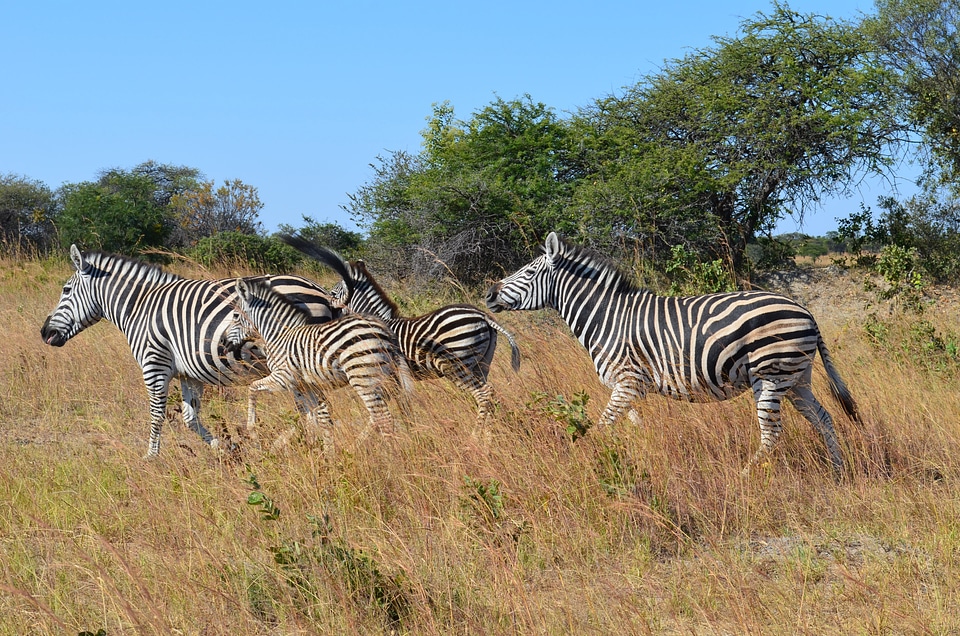 Wild life animals zimbabwe
