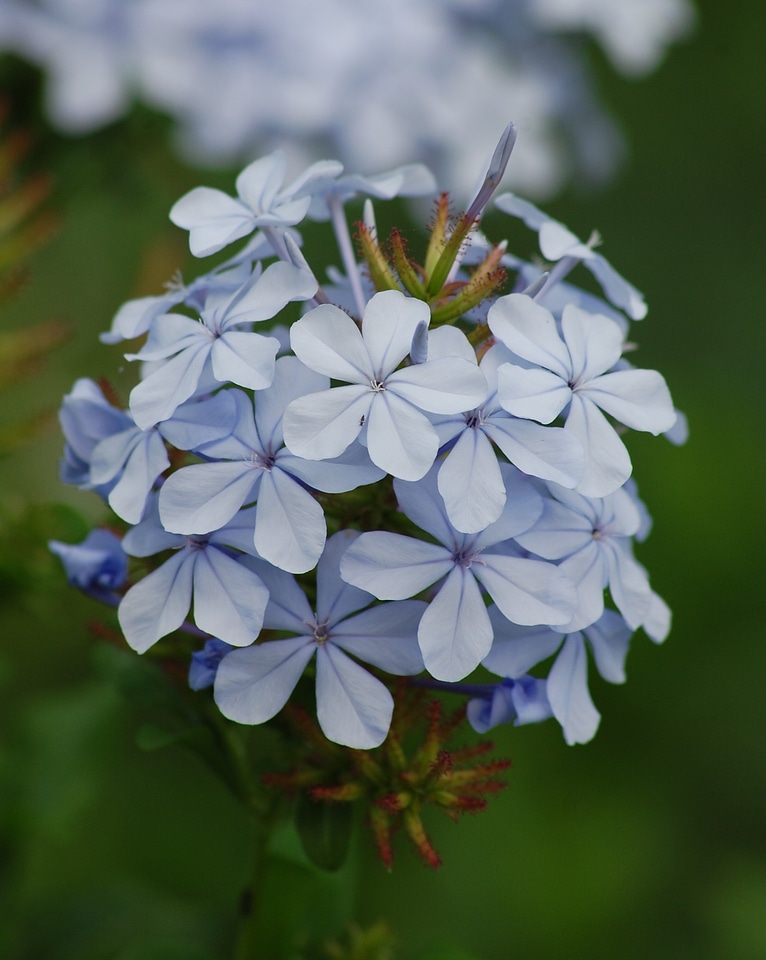 Floral blossom bloom