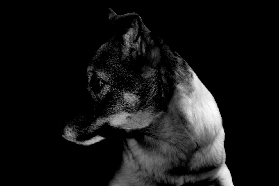 Medium white street dog