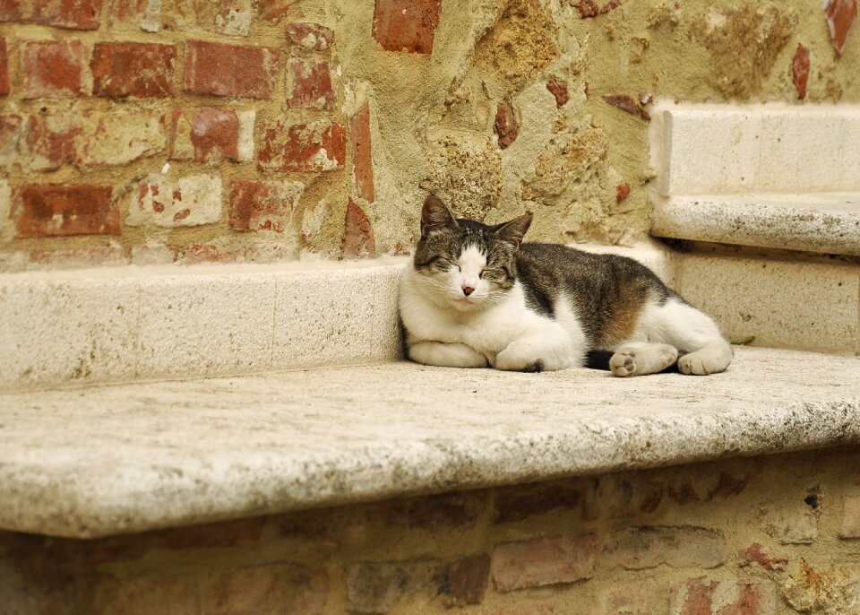 Cat rest italia