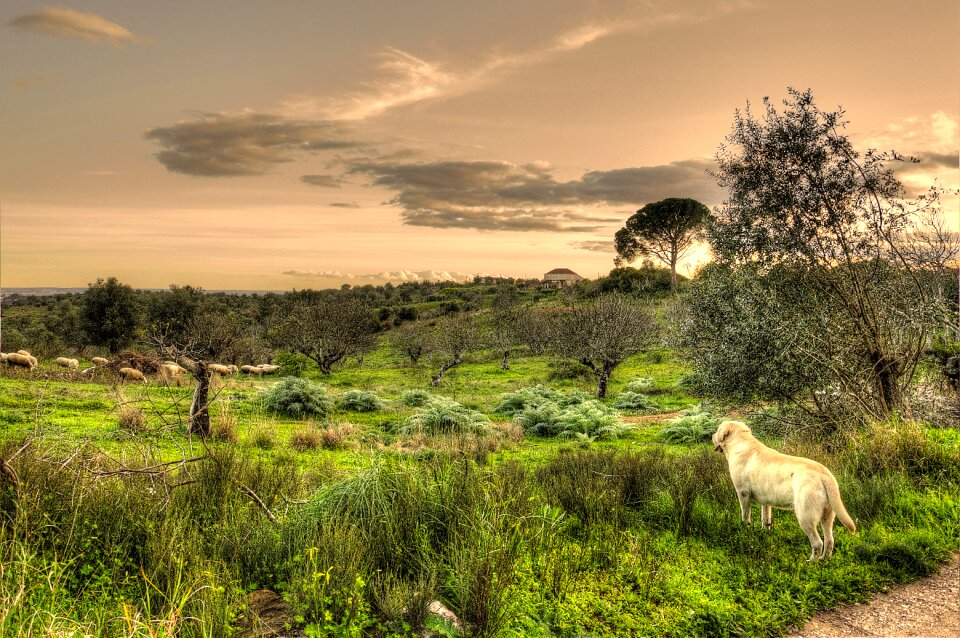 Rural landscape field