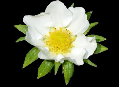 White strawberry plant black background photo