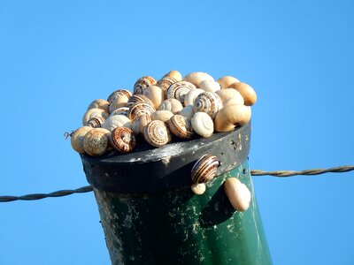 Snails taking the sun post