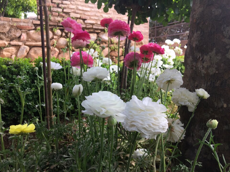 Flowers alhambra generalife