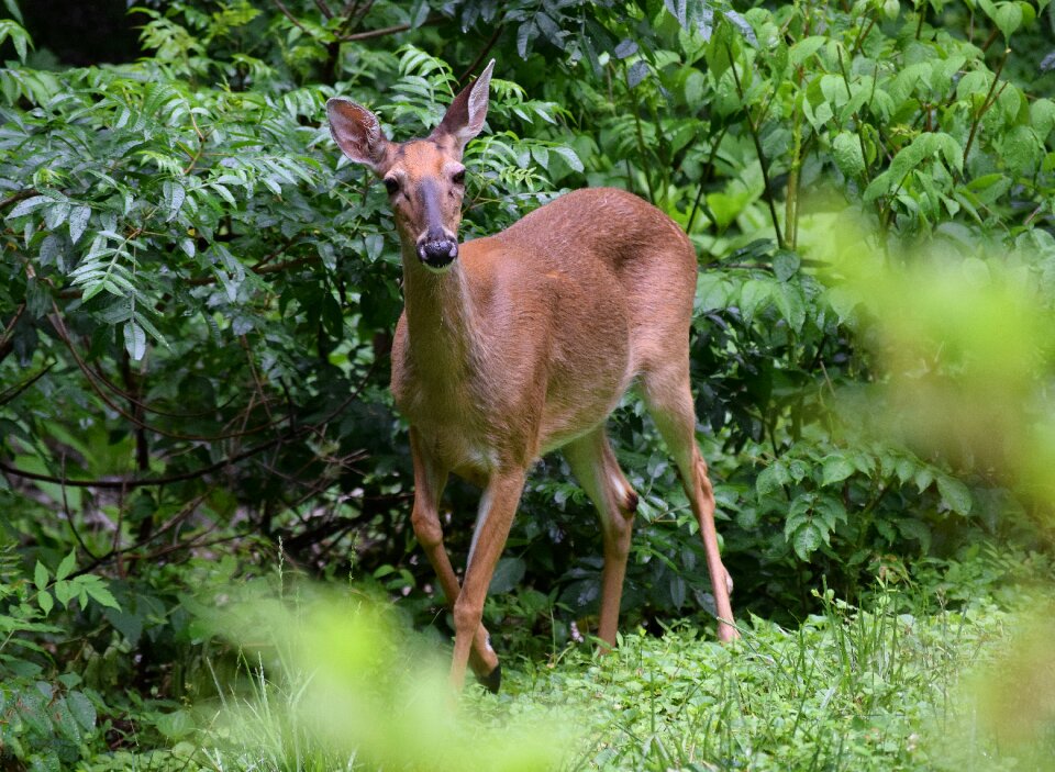 Animal wild nature photo