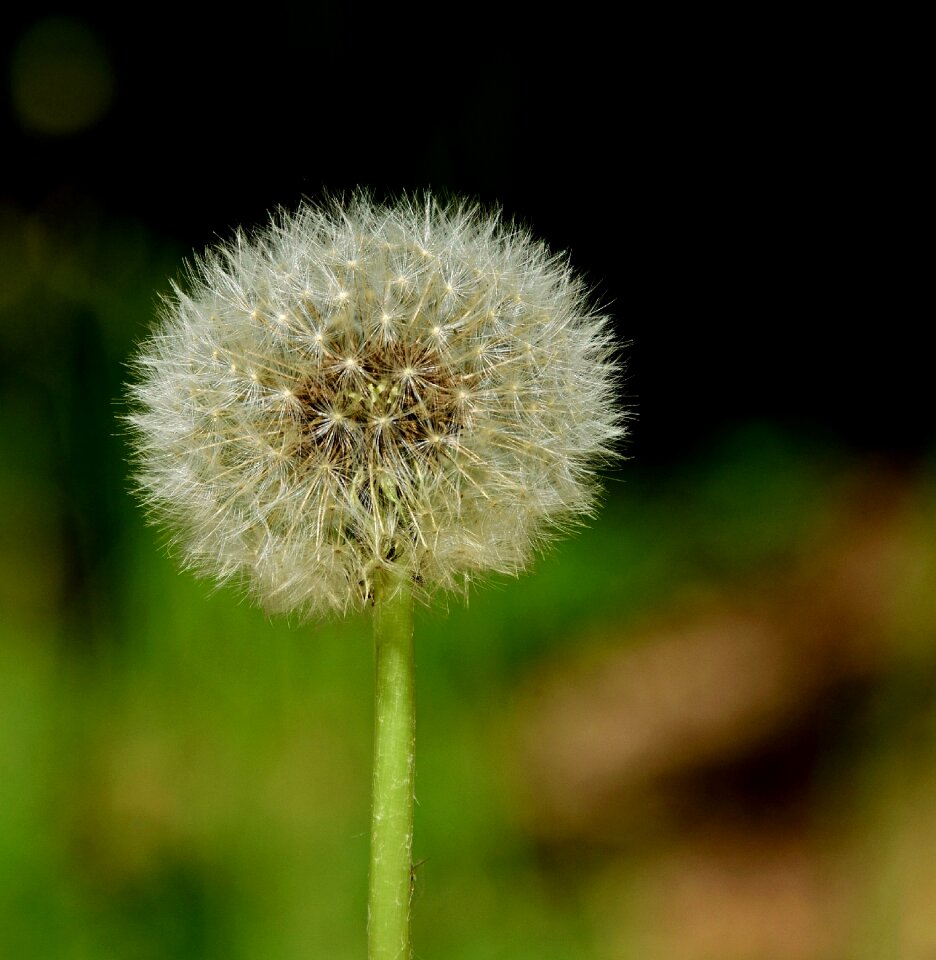 Seeds close up umbrella