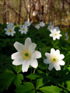 White flowers anemones