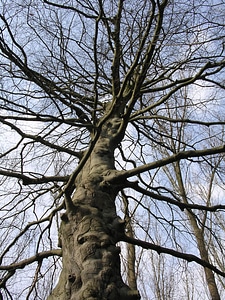 Branches air knot
