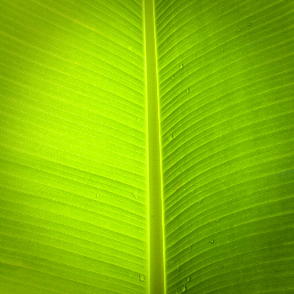 Leaf banana tree green photo