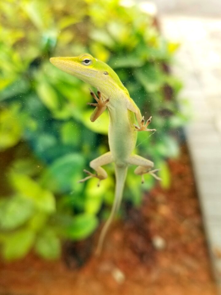 Animal reptile wildlife