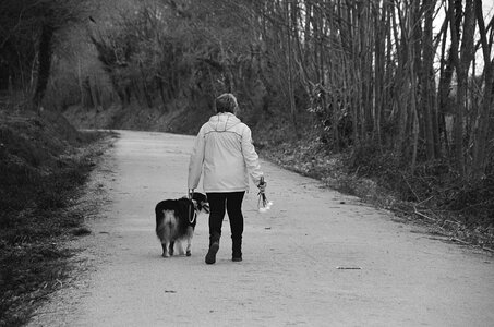 Animals domestic animal nature