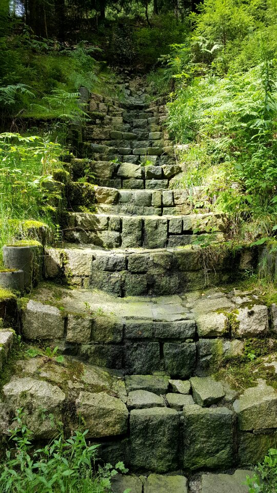 Gradually rise forest
