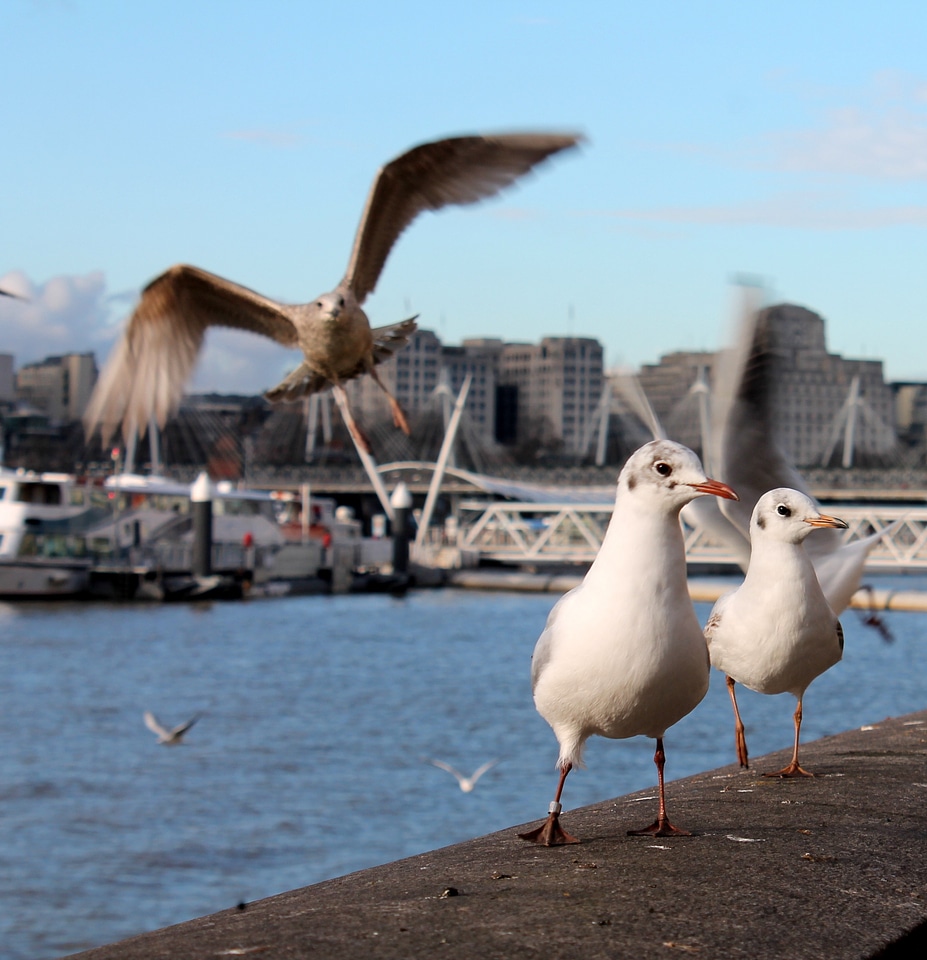 Thames london england