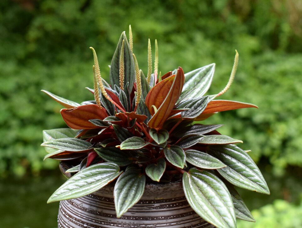 Blossom bloom container plant