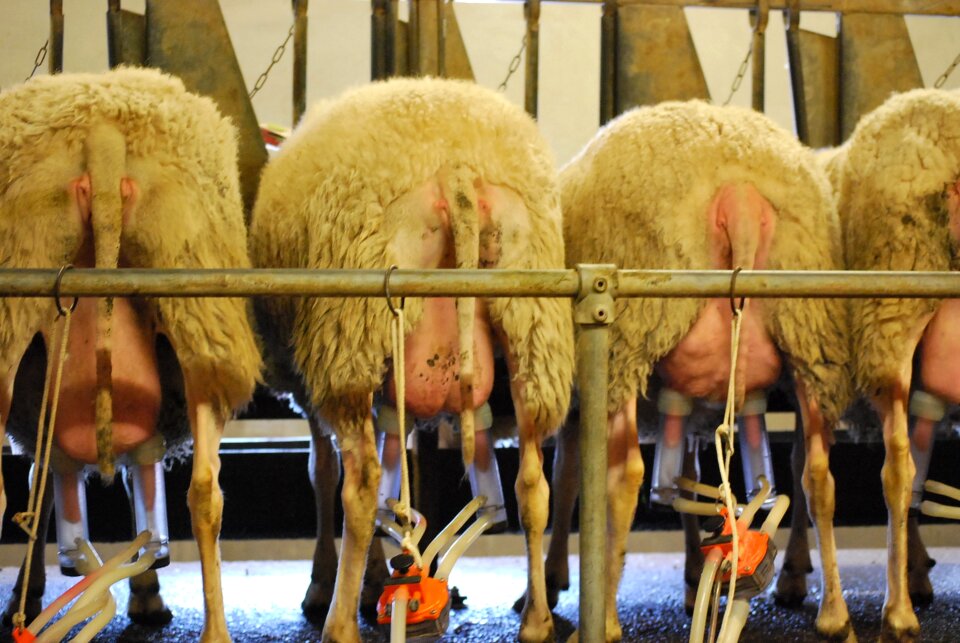 Sheep milk sheep barn