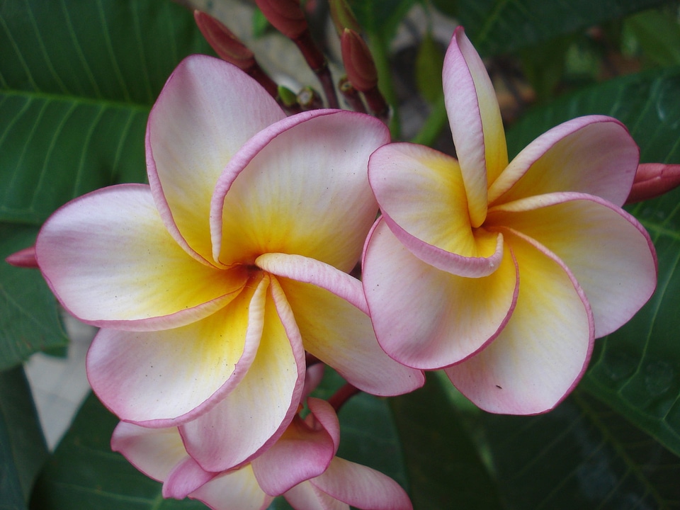 Exotic pink flora