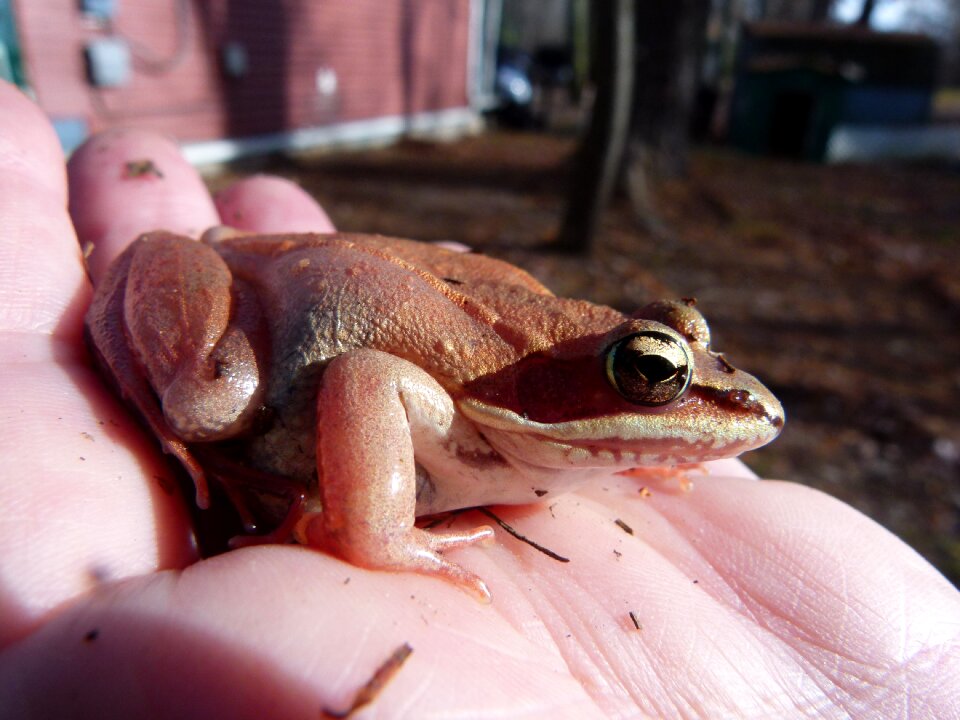 Frogs wildlife environment