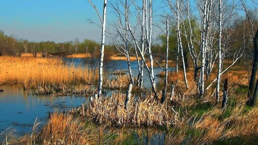 Trees duct lake photo