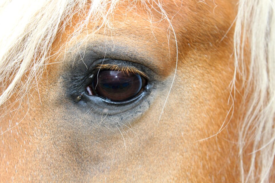 Eye haflinger horse head