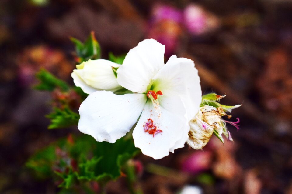 Plant nature white flowers