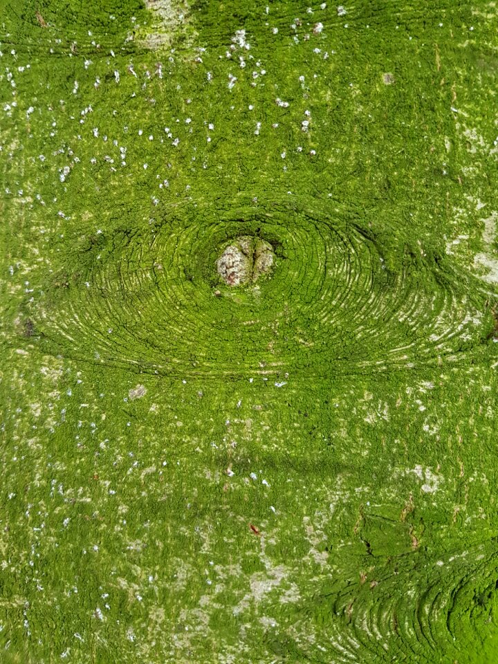 Green trunk background