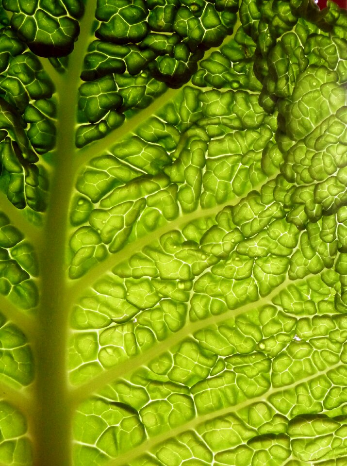 Vegetables green shirring