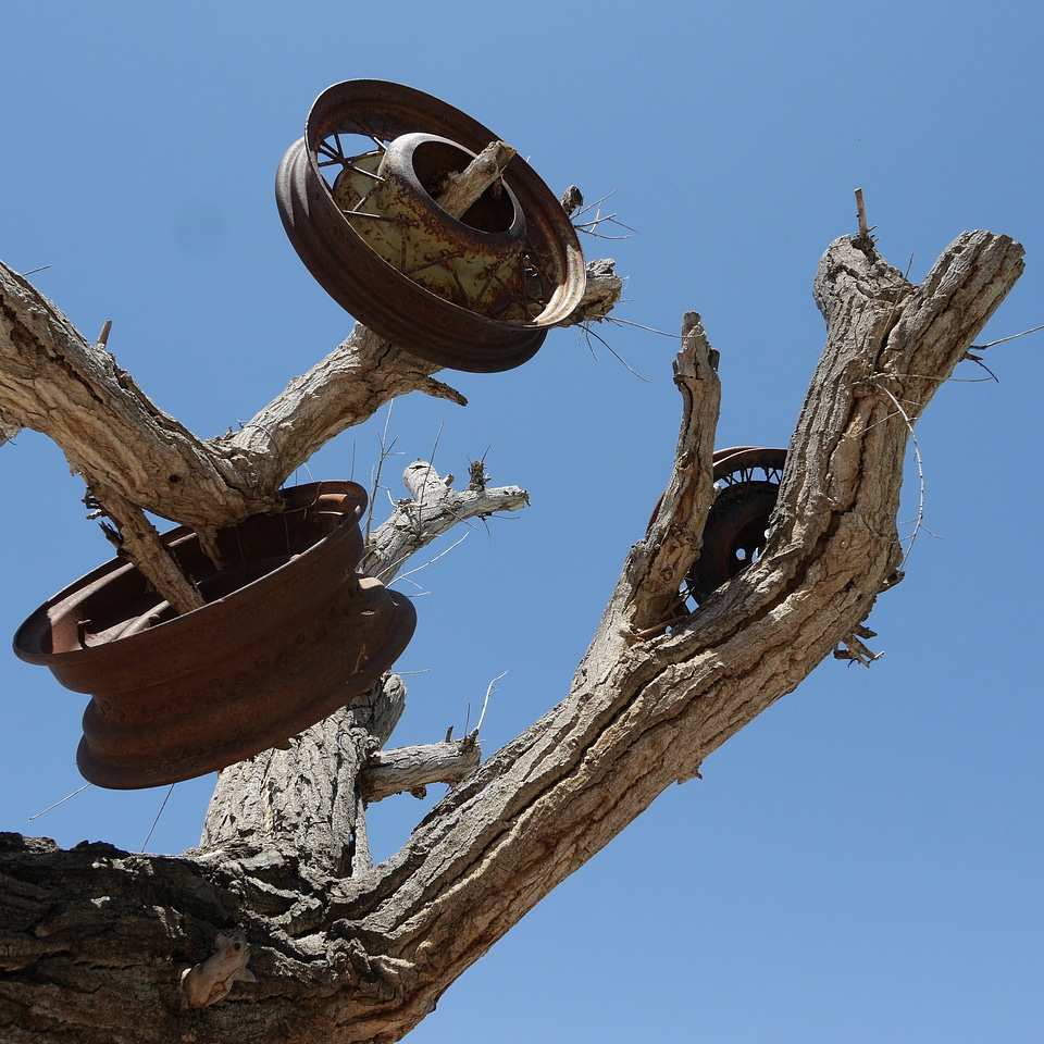 Nature conservation namibia africa