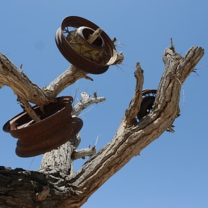 Nature conservation namibia africa