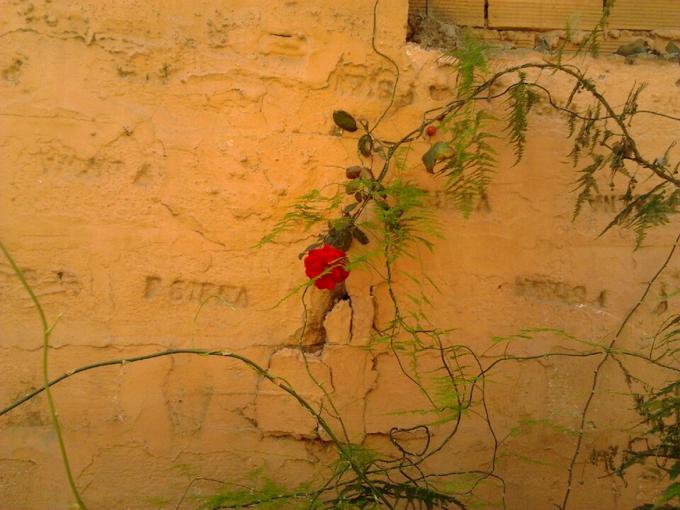 Brambles climbing rose old houses