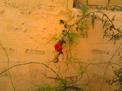 Brambles climbing rose old houses